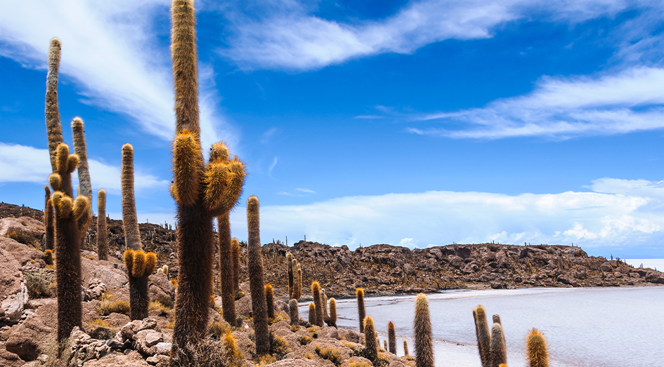 Uyuni Treatment